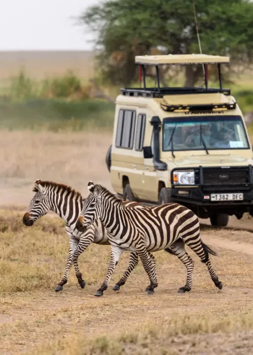 Tanzania Safari-Abenteuer im Herzen Afrikas