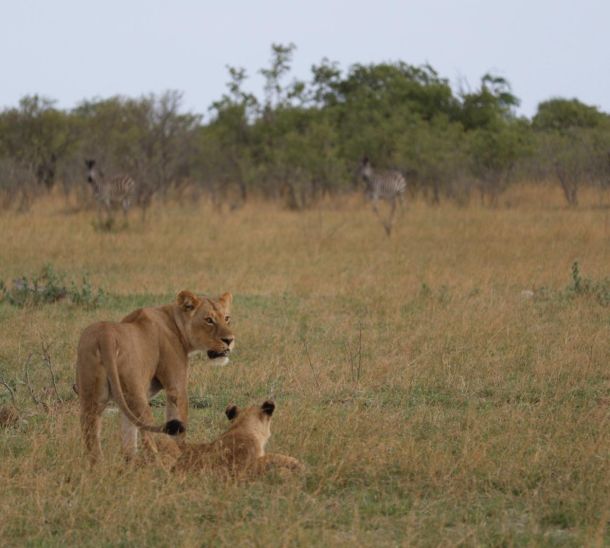 Botswana – eine Reise ins Herz Afrikas